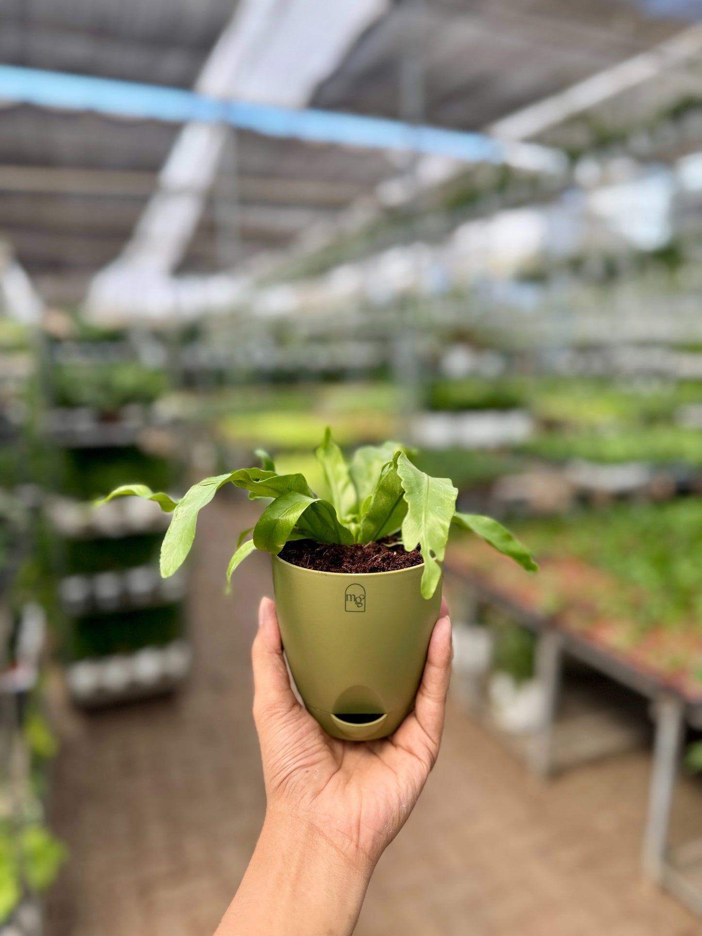 Birds nest fern (Crispy Wave)
