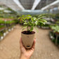 Schefflera Green