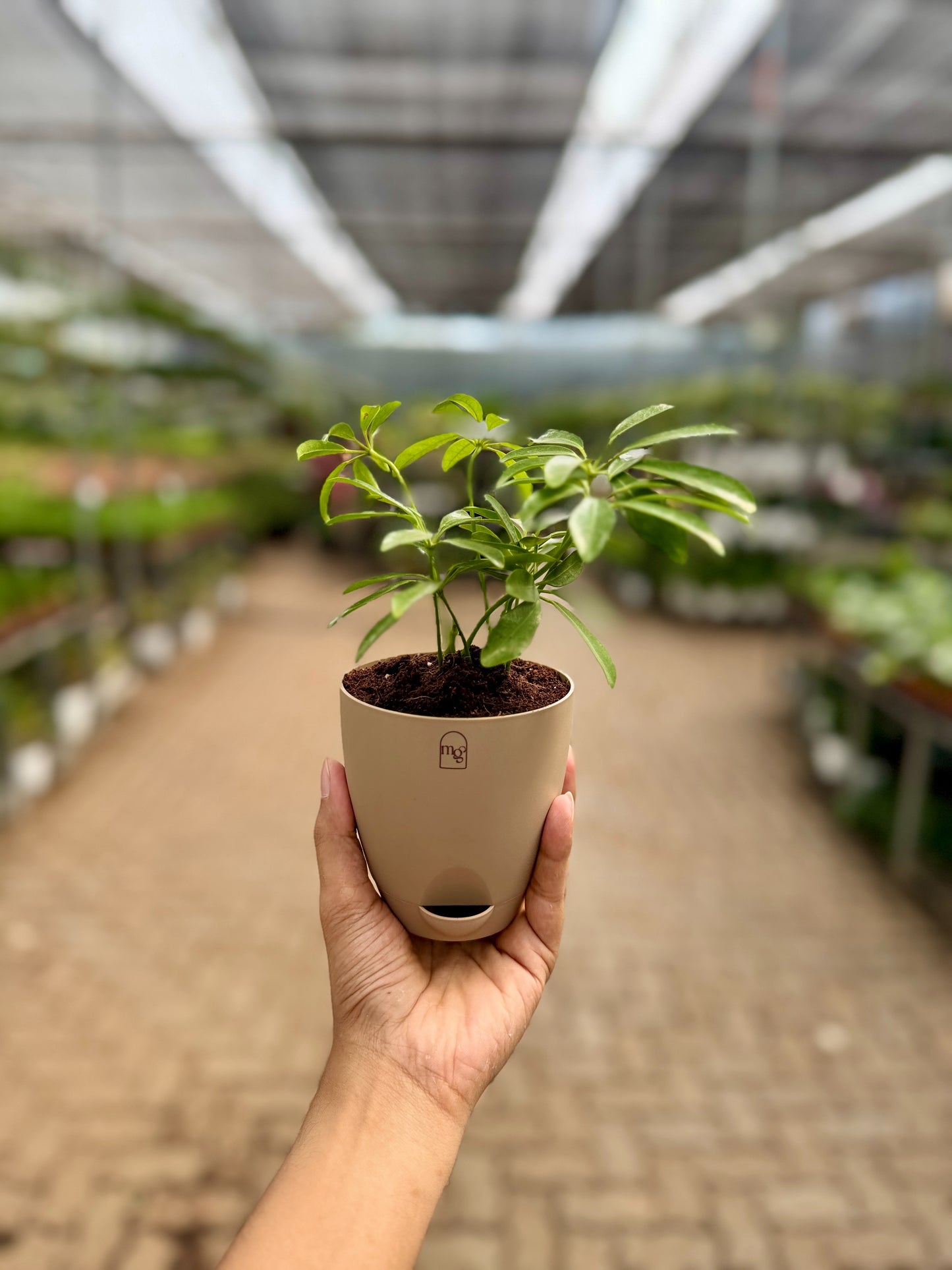 Schefflera Green