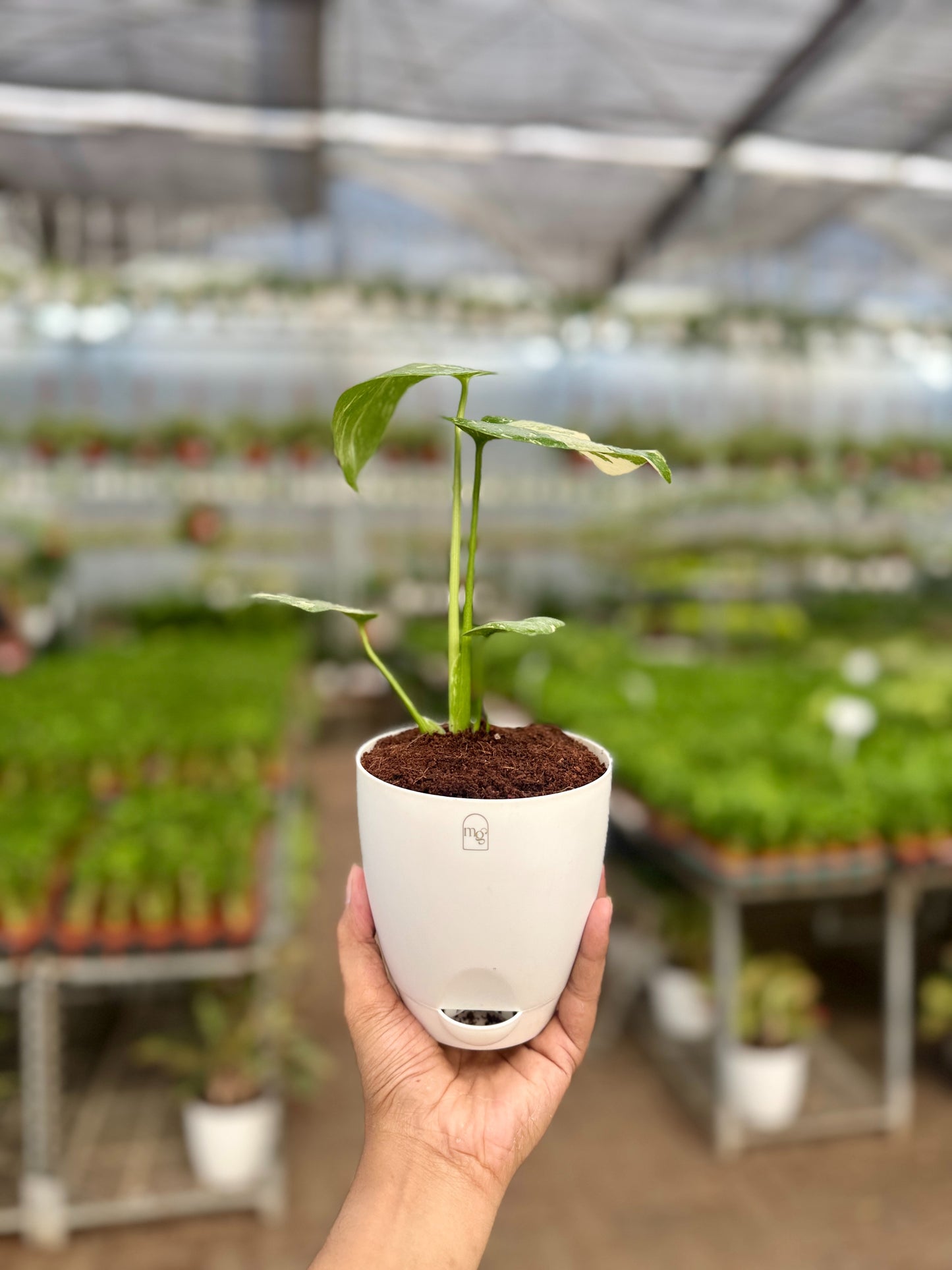 Varigated Monstera