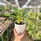 Philodendron Birkins