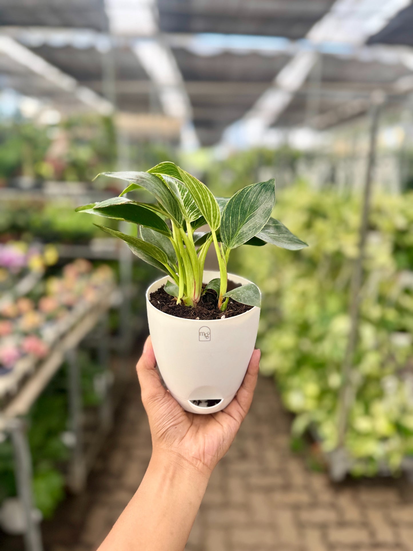 Philodendron Birkins