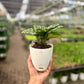 Calathea Freddie
