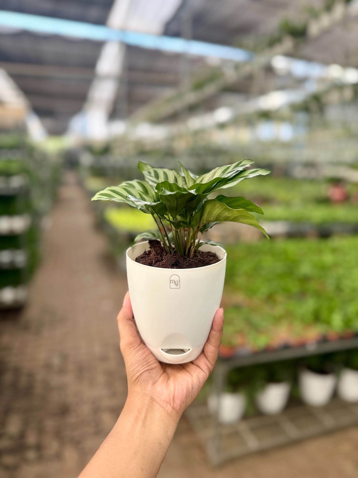 Calathea Freddie