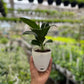 Spathiphyllum silver streak