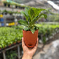 Dieffenbachia Cheetah