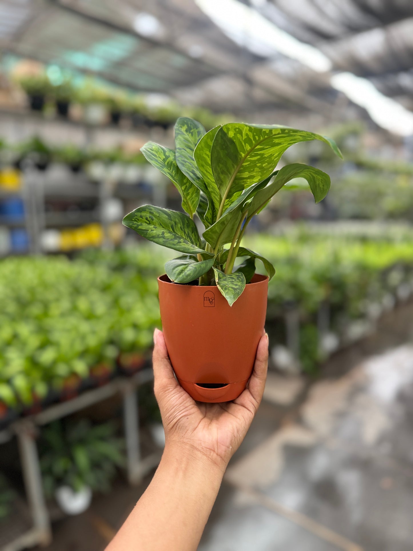 Dieffenbachia Cheetah