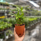 Lucky Bamboo