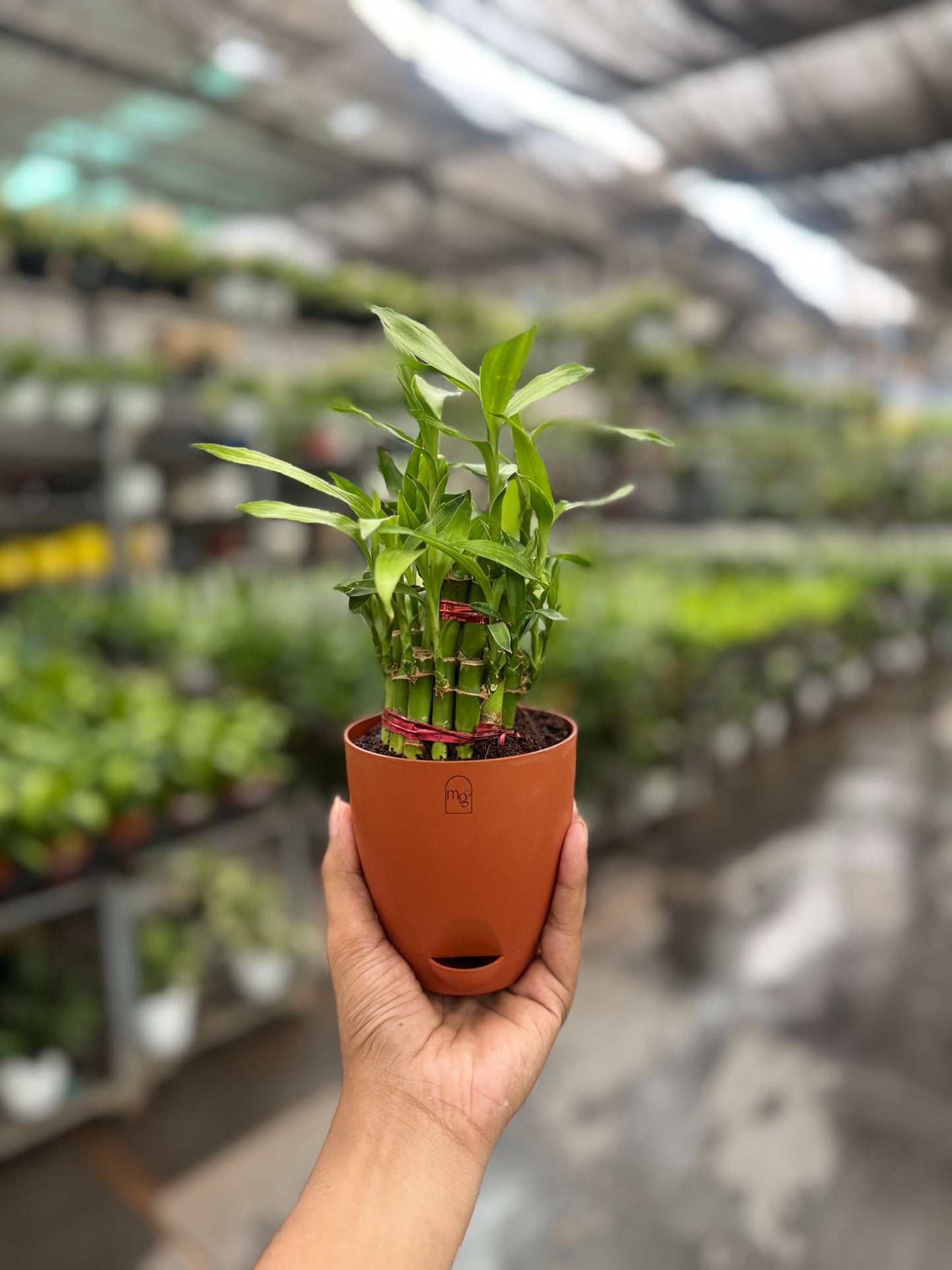 Lucky Bamboo
