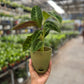 Calathea velvet jungle