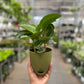 Calathea Bijoux Gecko
