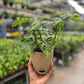 Swiss Cheese Plant