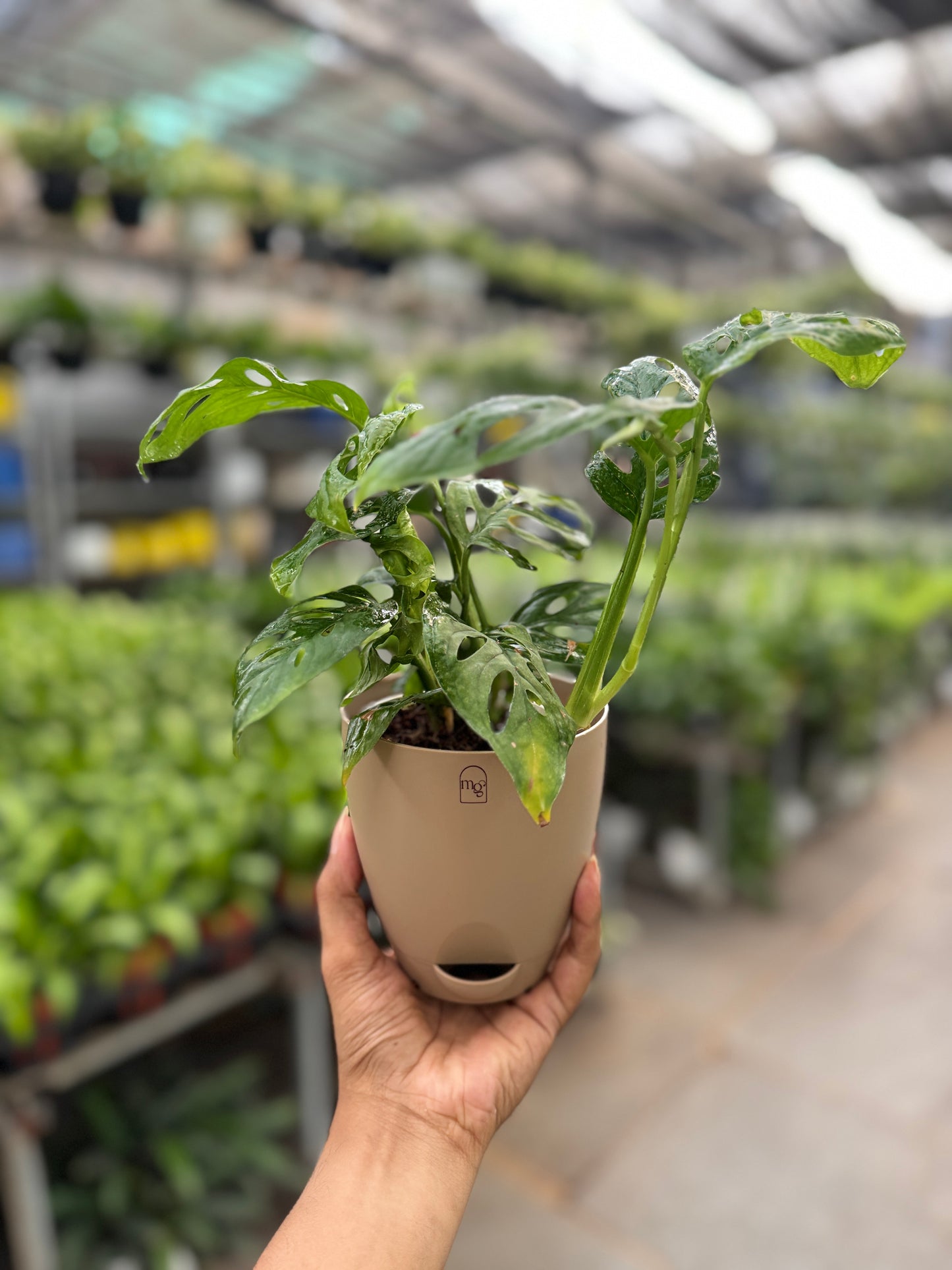 Swiss Cheese Plant