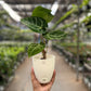 Anthurium Crystallinum