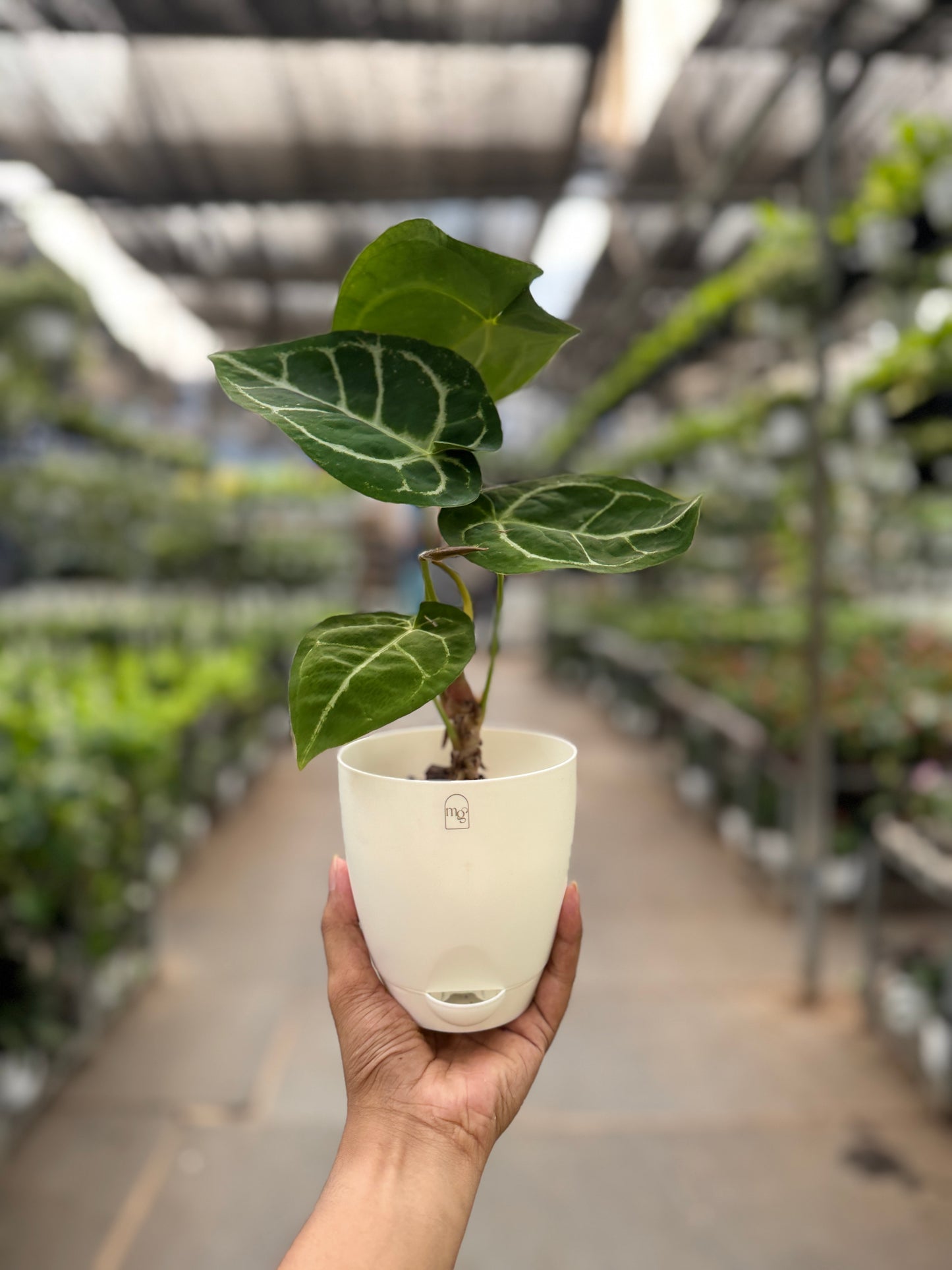 Anthurium Crystallinum