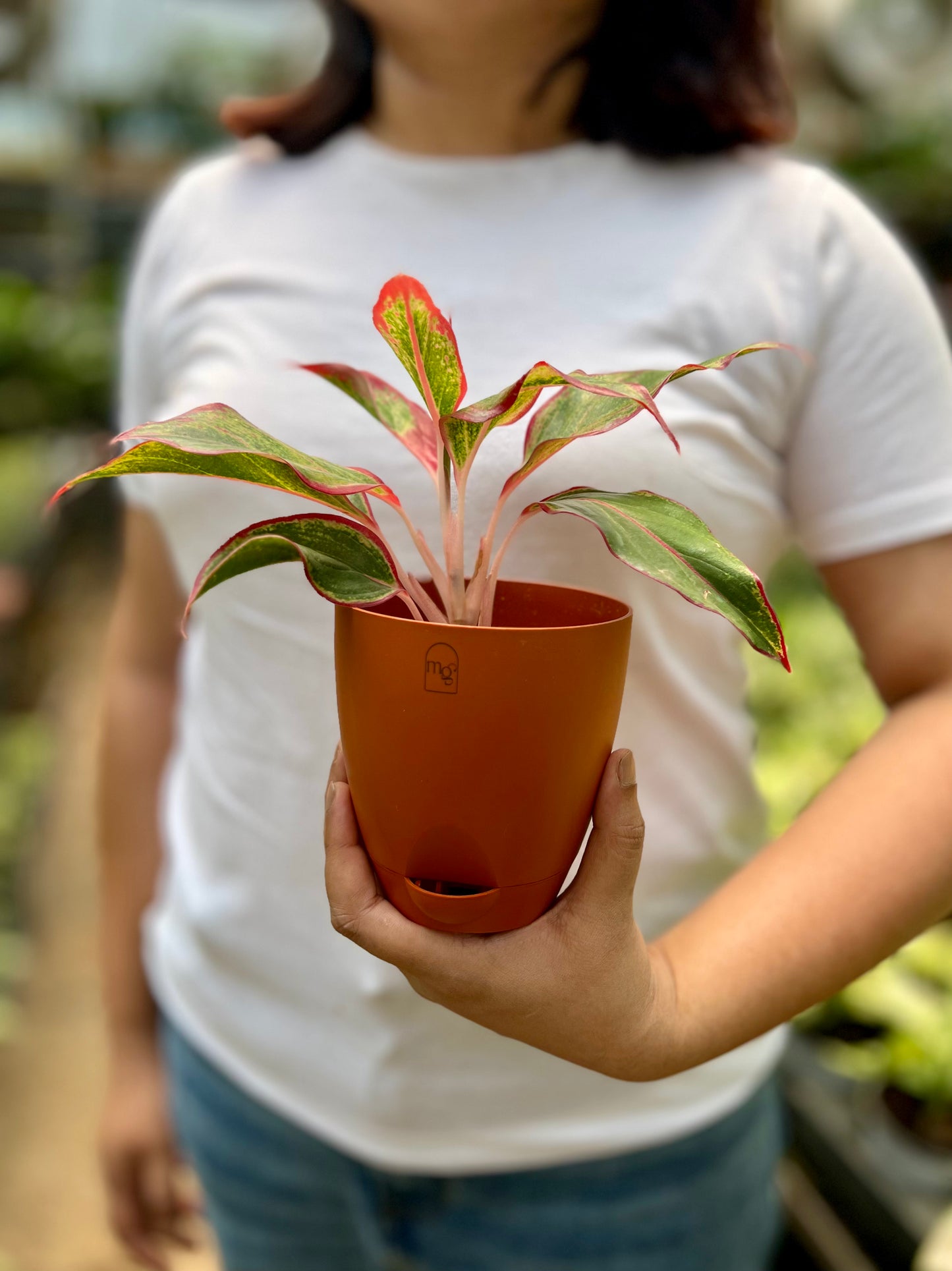 Aglaonema Red lipstick