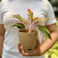 Aglaonema Red lipstick