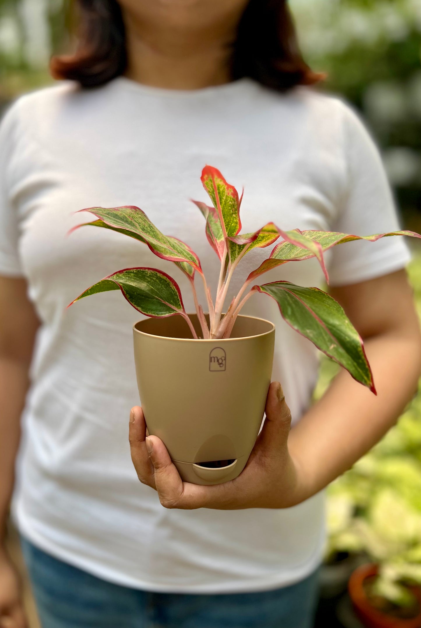 Aglaonema Red lipstick