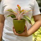 Aglaonema Red lipstick