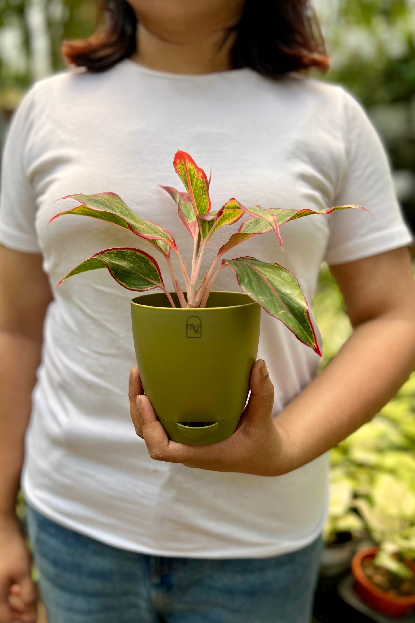 Aglaonema Red lipstick
