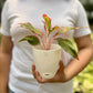 Aglaonema Red lipstick