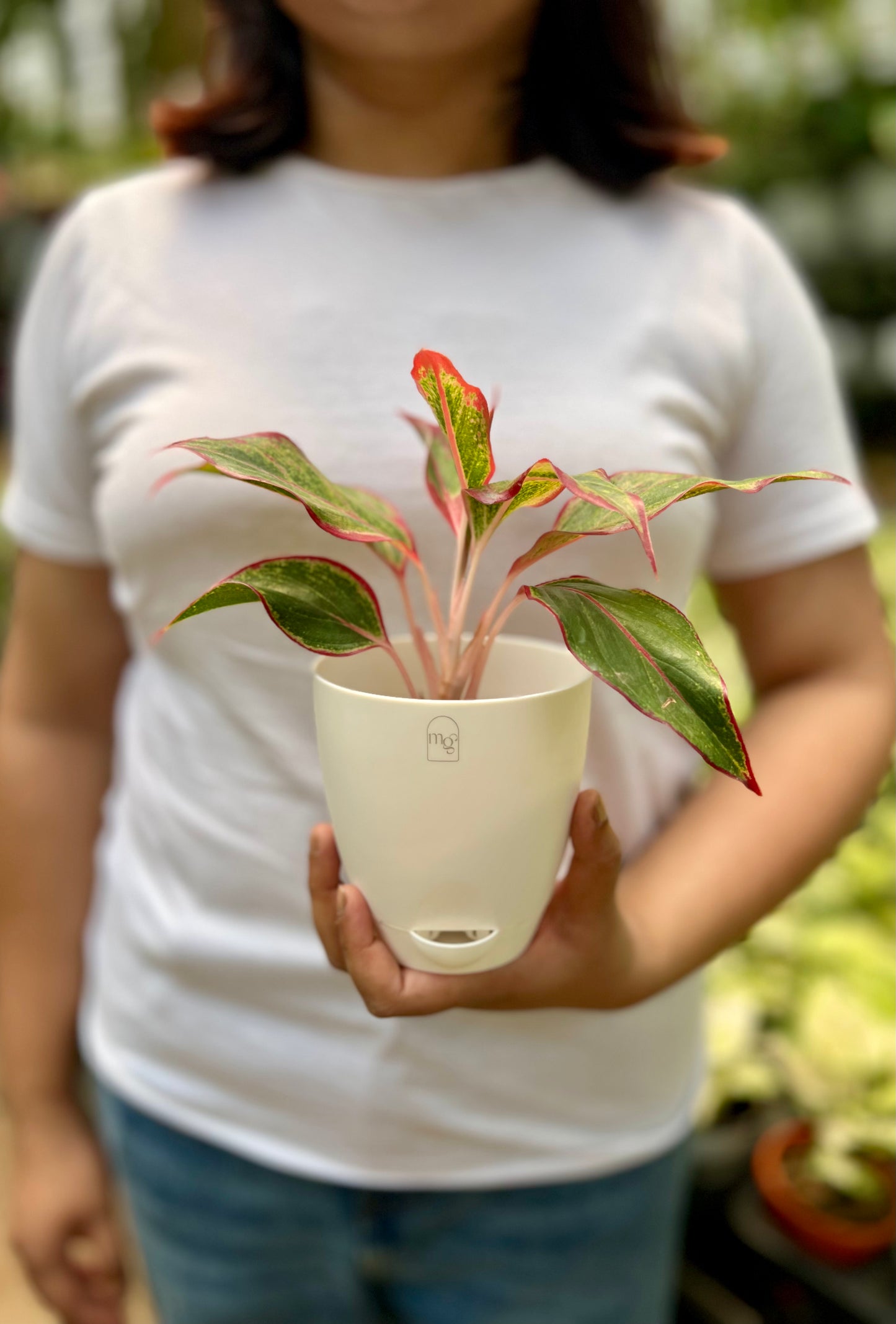 Aglaonema Red lipstick