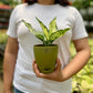 Aglaonema Snow White