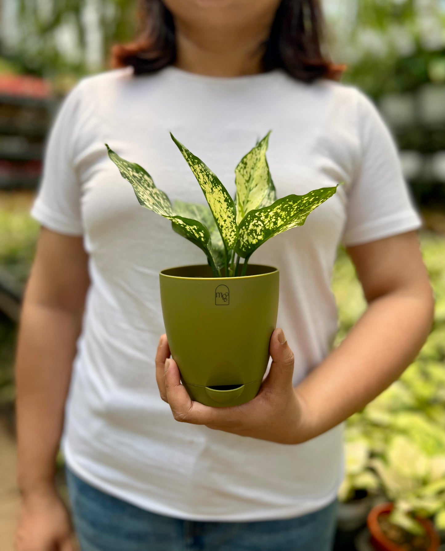Aglaonema Snow White