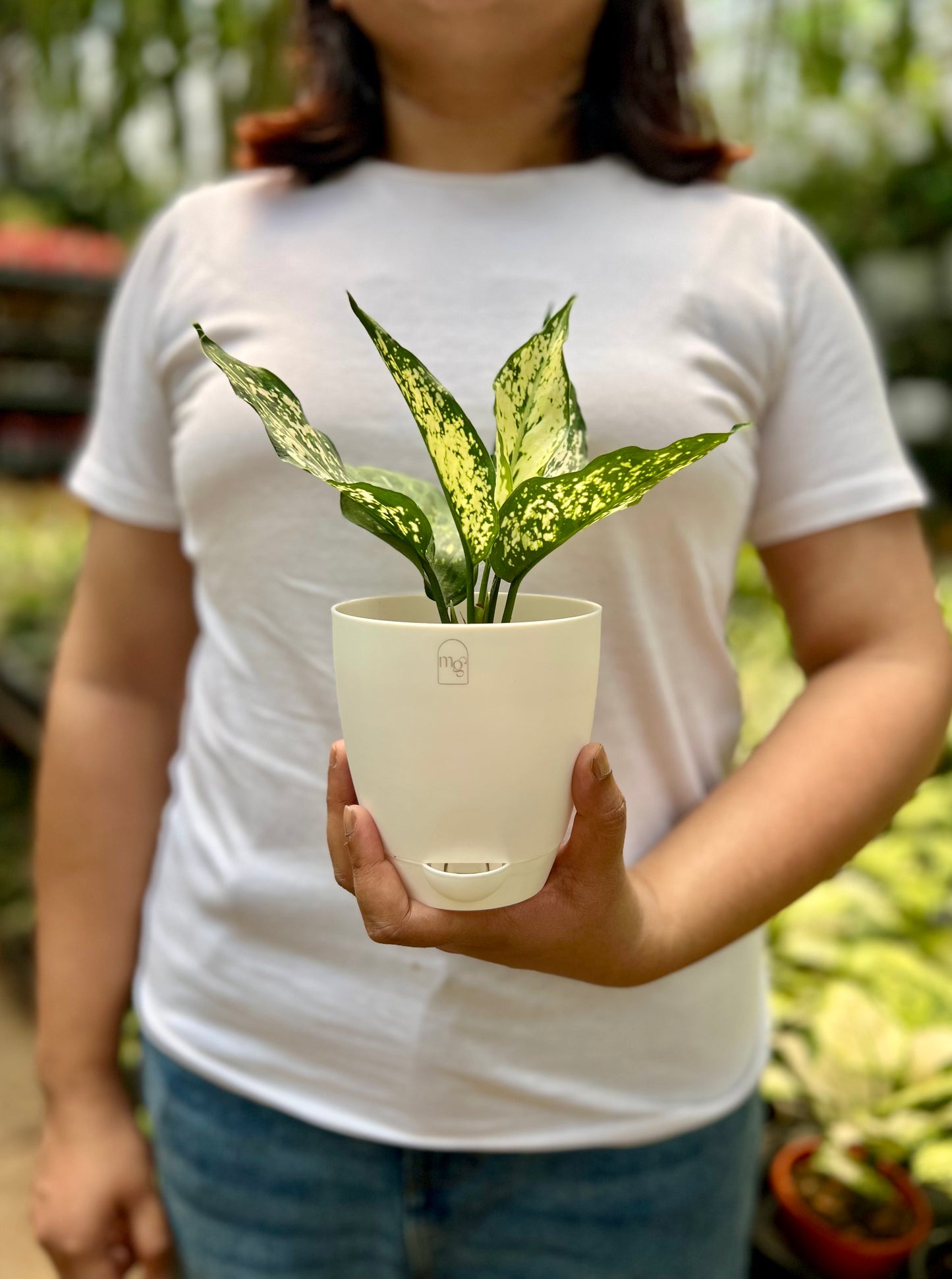 Aglaonema Snow White