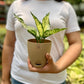 Aglaonema Snow White