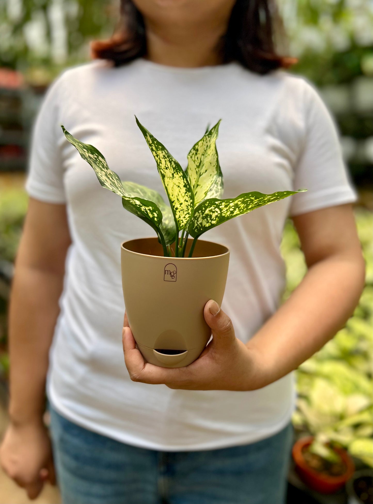 Aglaonema Snow White