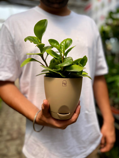 Baby Rubber Plant