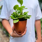 Baby Rubber Plant