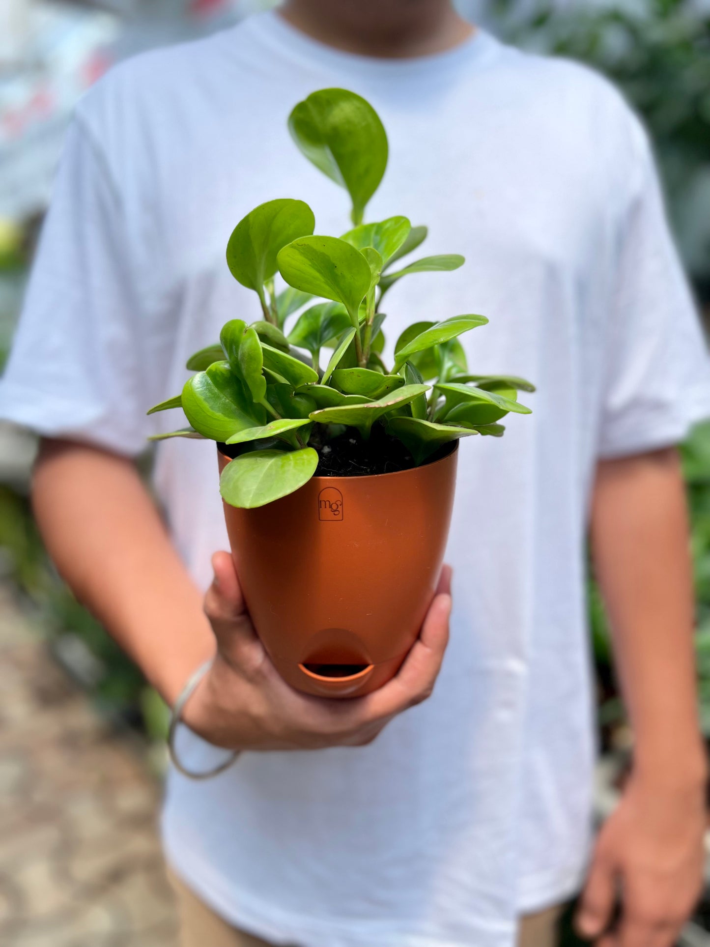 Baby Rubber Plant