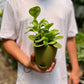 Baby Rubber Plant