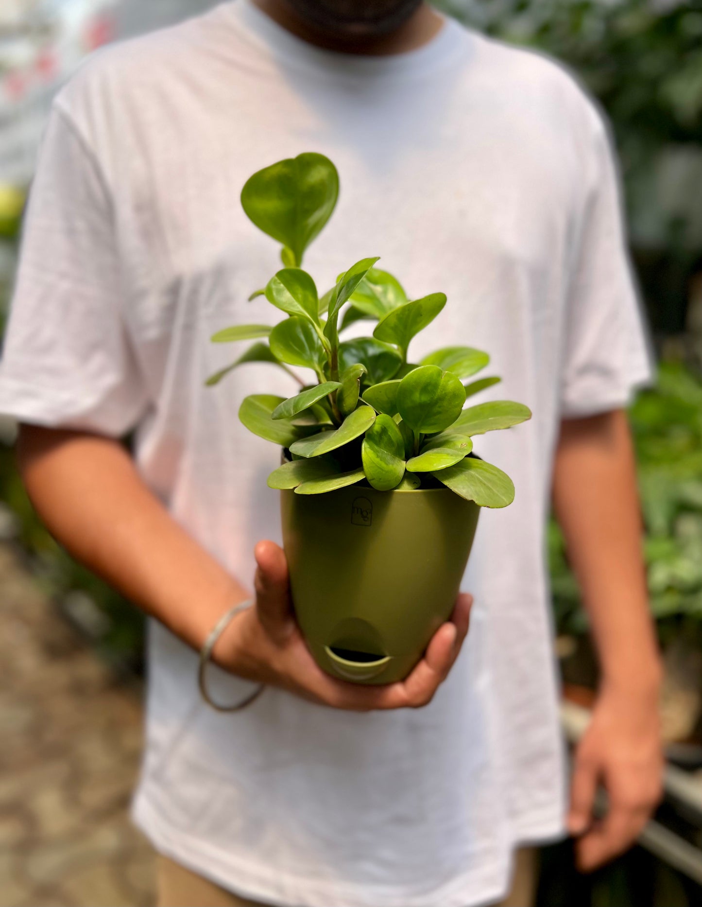 Baby Rubber Plant