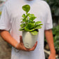 Baby Rubber Plant