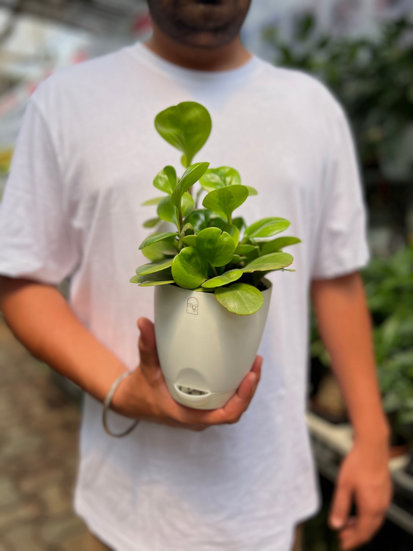 Baby Rubber Plant