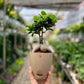 Ficus Microcarpa Bonsai