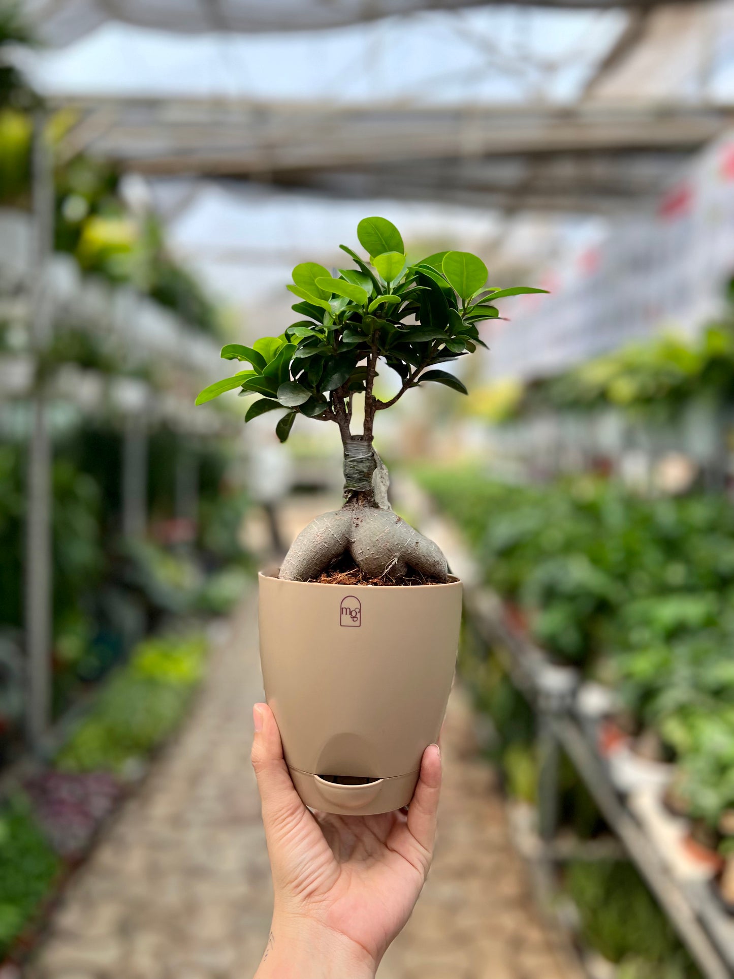Ficus Microcarpa Bonsai