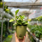 Baby Rubber Plant