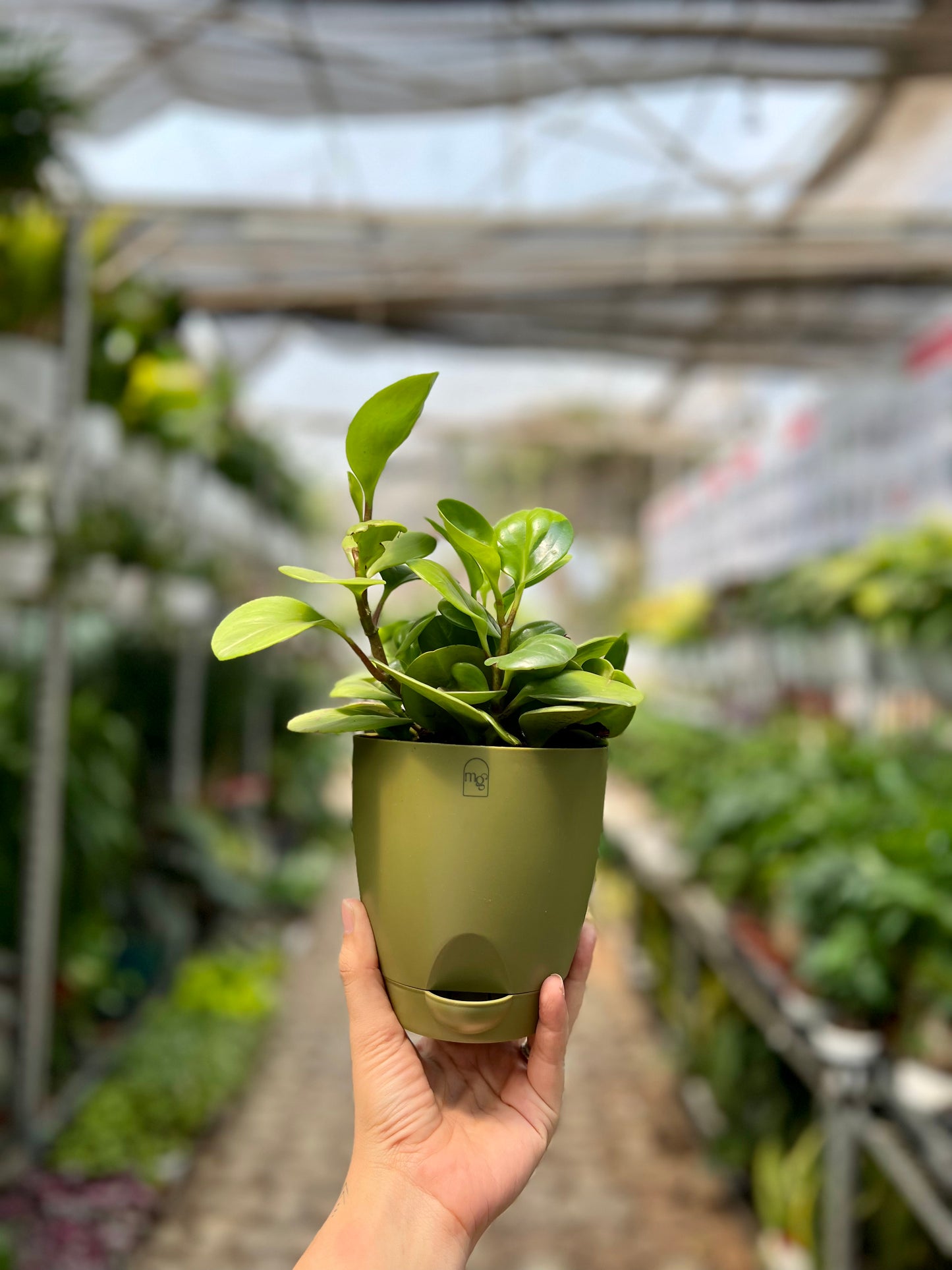 Baby Rubber Plant