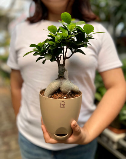 Ficus Microcarpa Bonsai