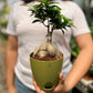 Ficus Microcarpa Bonsai