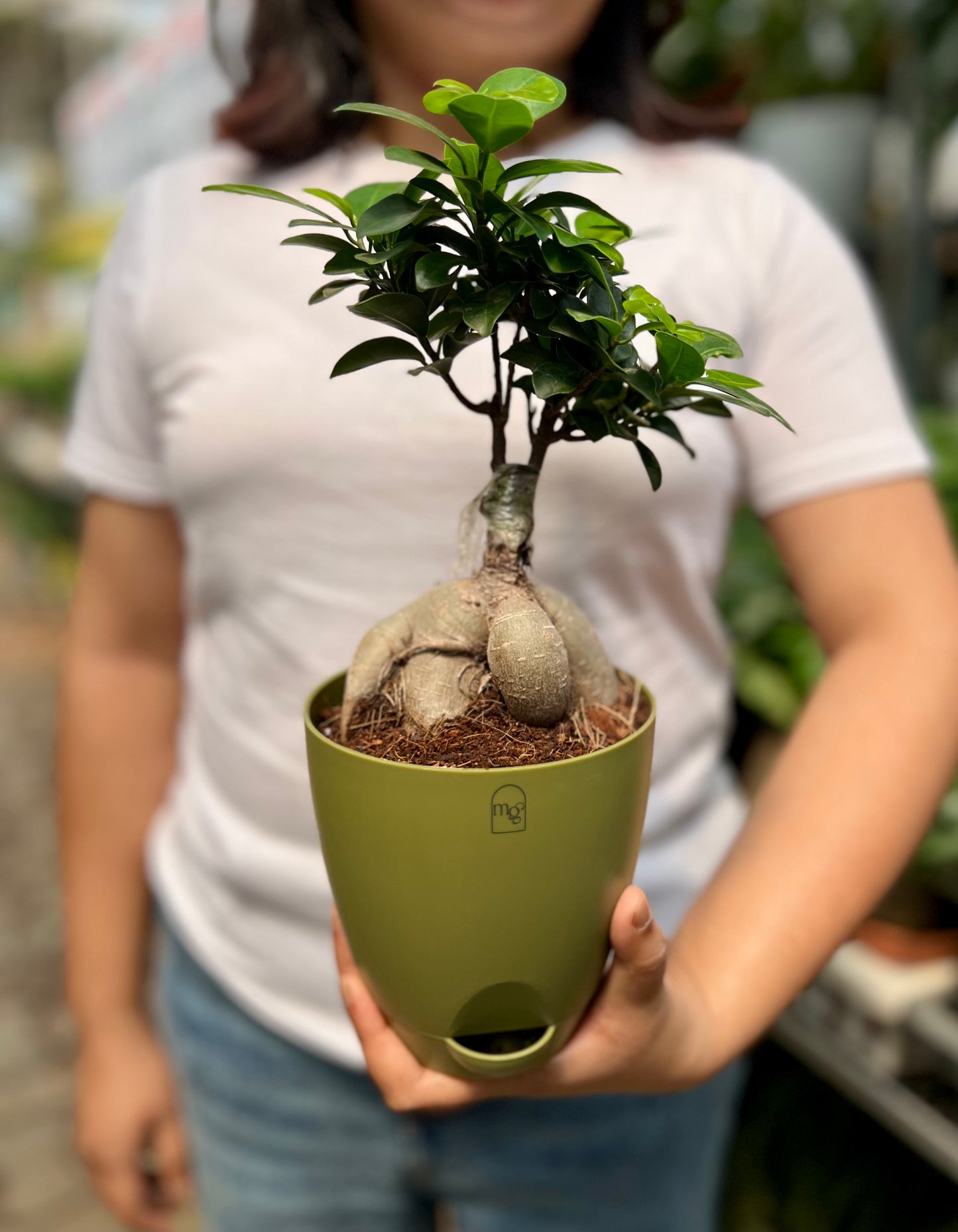 Ficus Microcarpa Bonsai