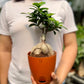 Ficus Microcarpa Bonsai