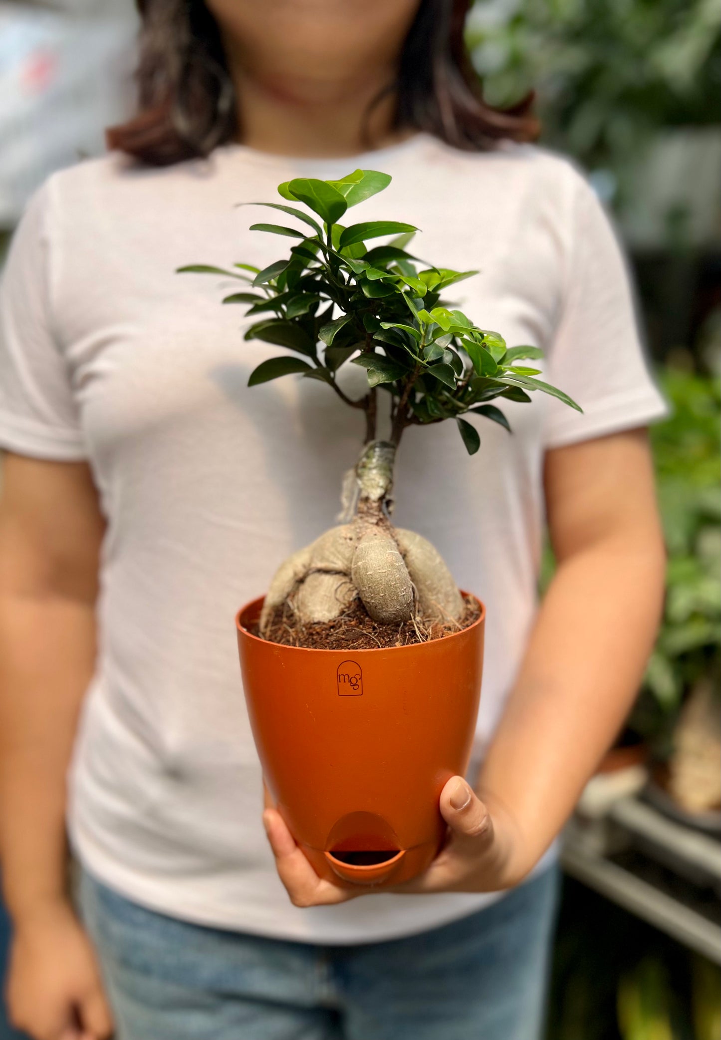 Ficus Microcarpa Bonsai