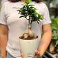 Ficus Microcarpa Bonsai