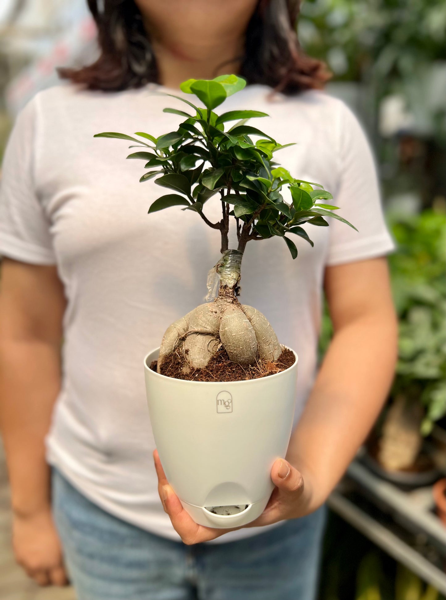 Ficus Microcarpa Bonsai