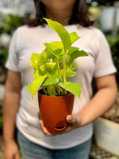 Neon Pothos